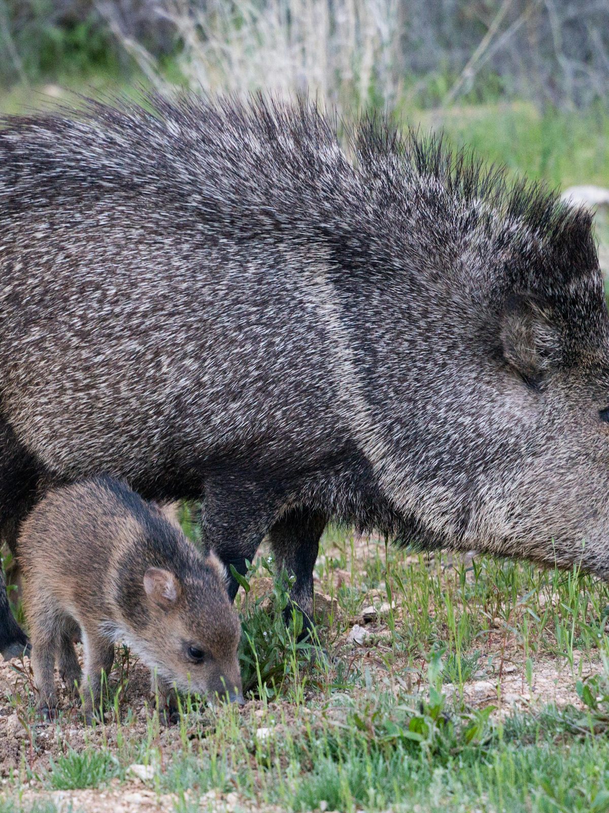 Collared Peccary