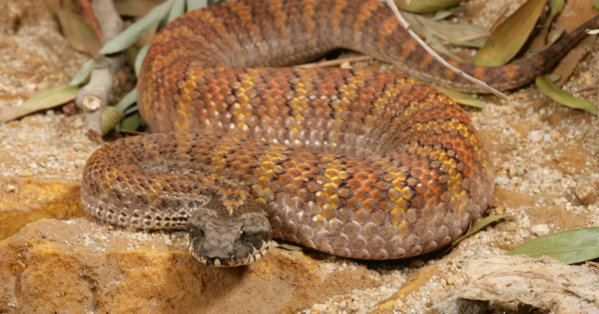 Common Death Adder