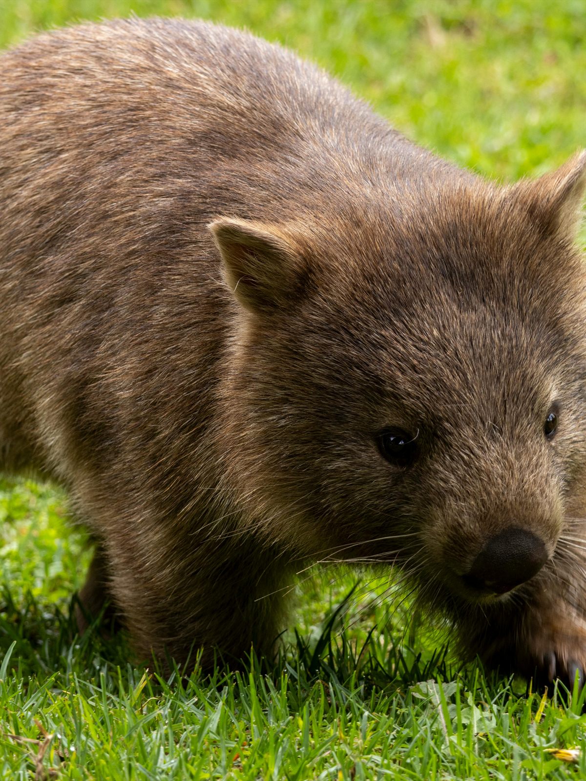 Common Wombat