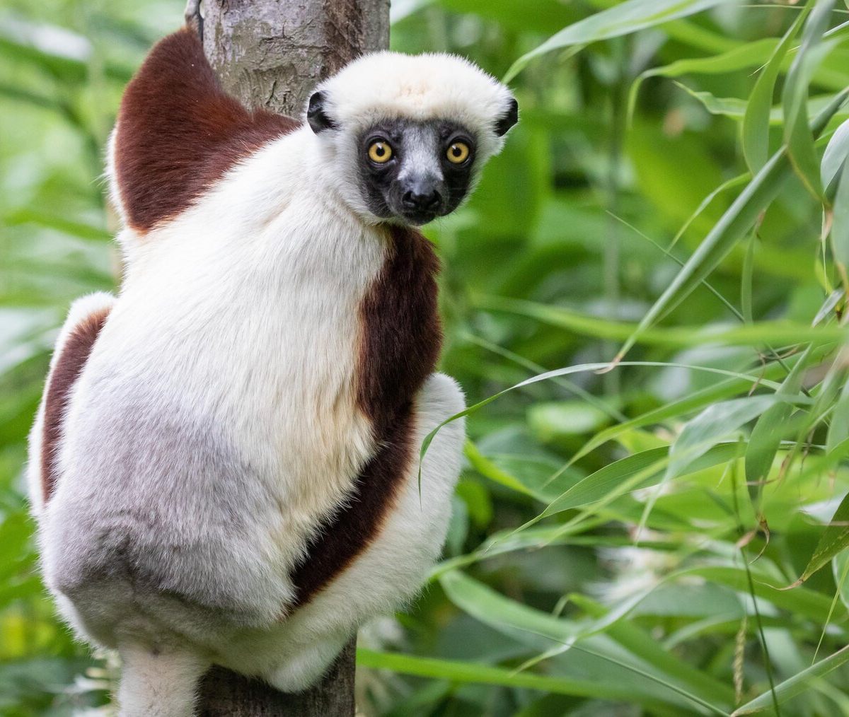 Coquerel's Sifaka