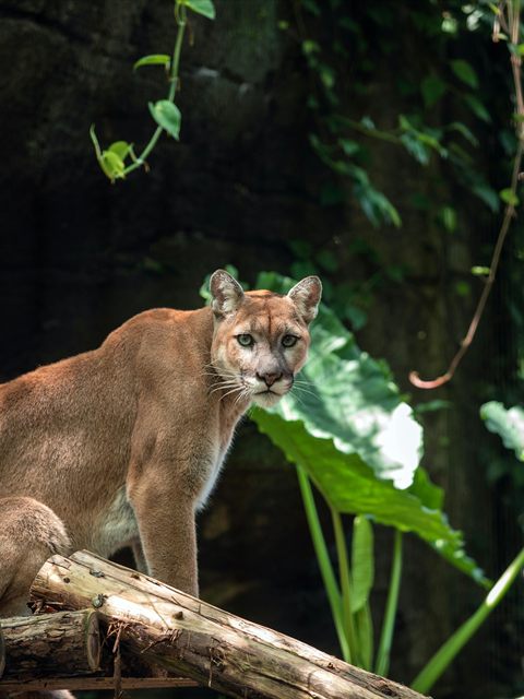Cougar