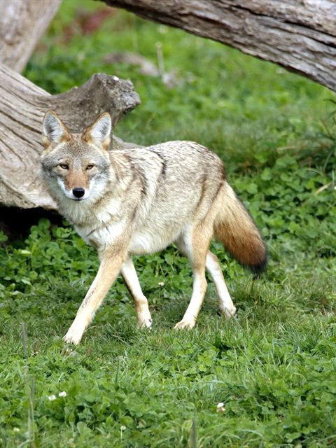 Coyote