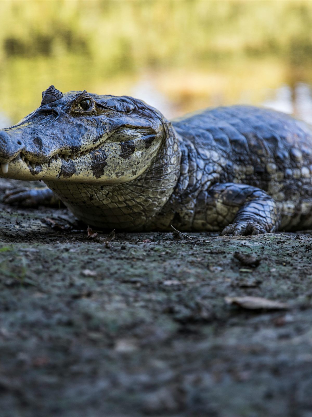 Cuvier's Dwarf Caiman