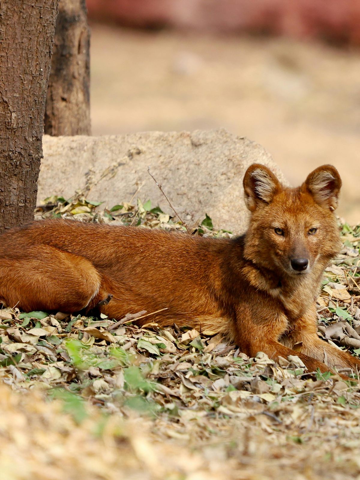 Dhole