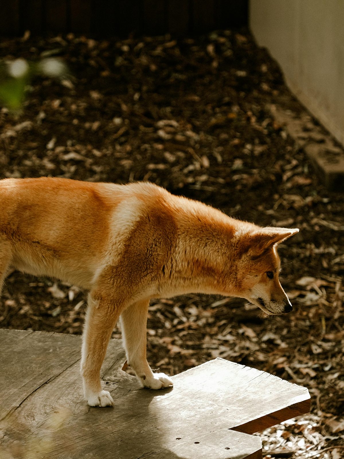 Dingo