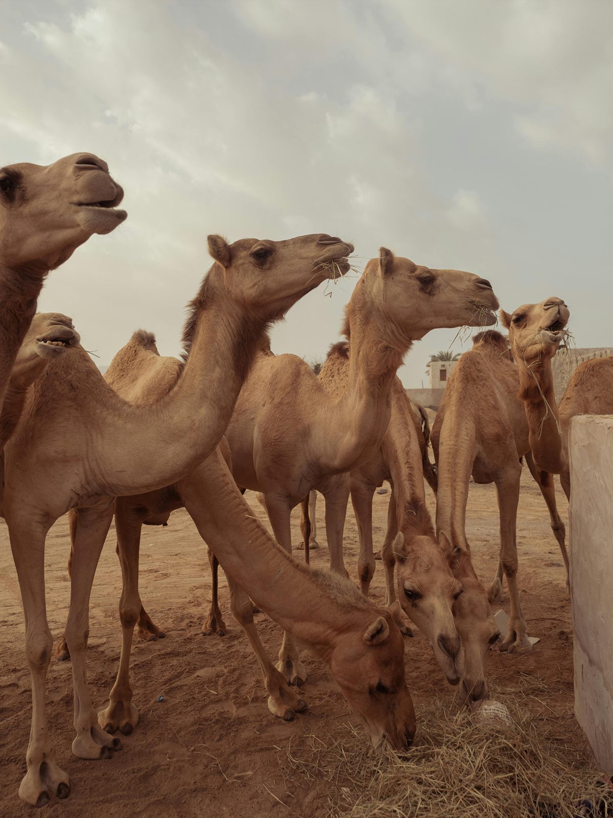 Dromedary Camel