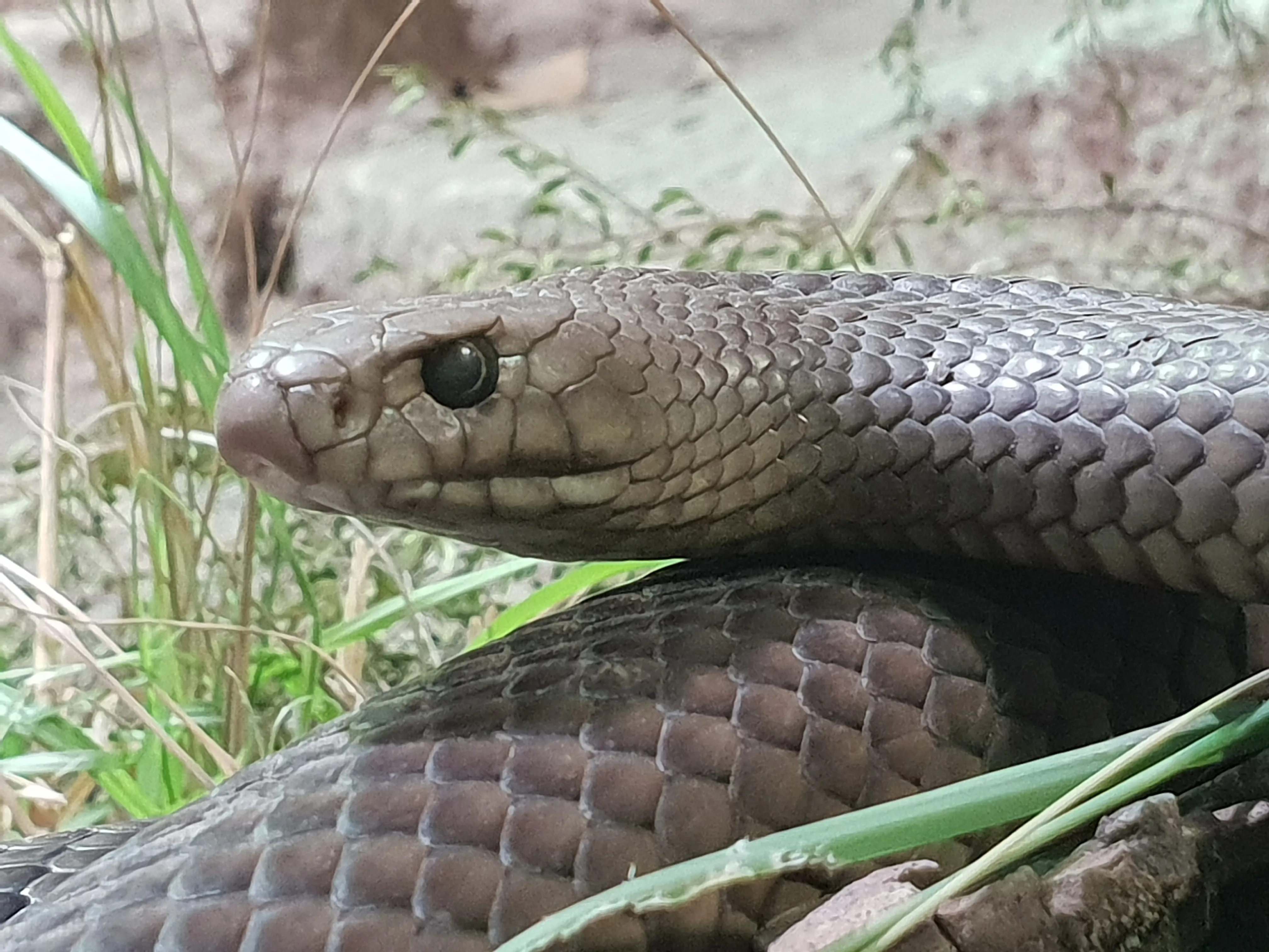 Eastern Brown Snake