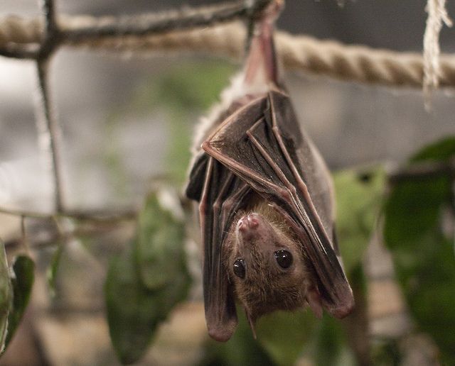 Egyptian Fruit Bat