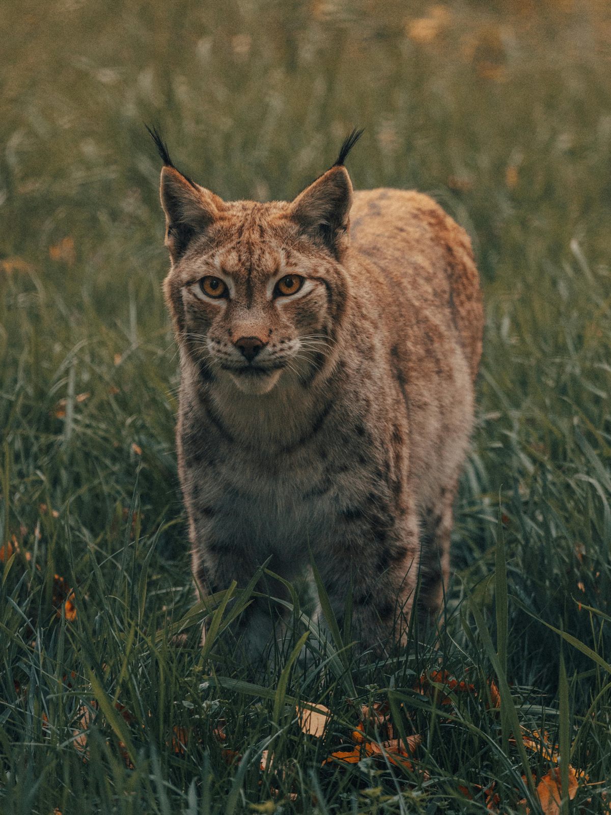 Eurasian Lynx
