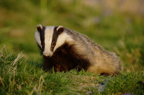 European Badger