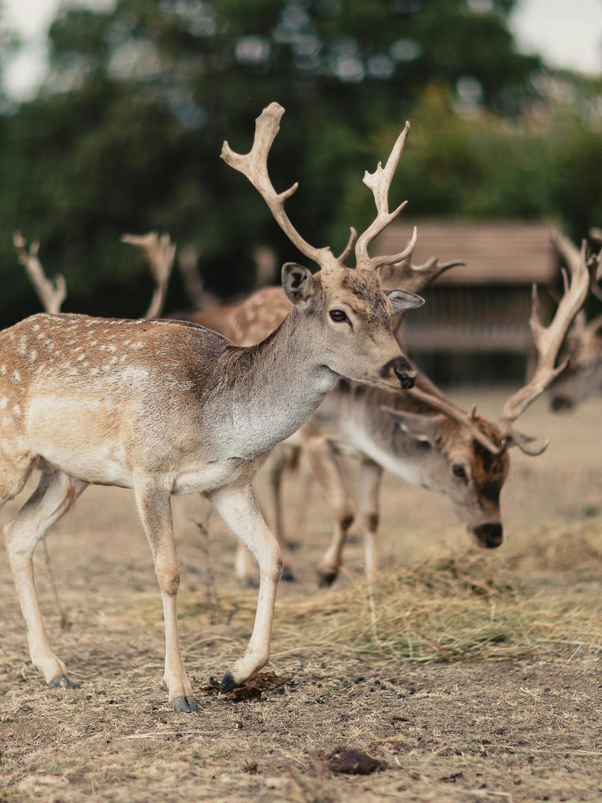 European Fallow Deer