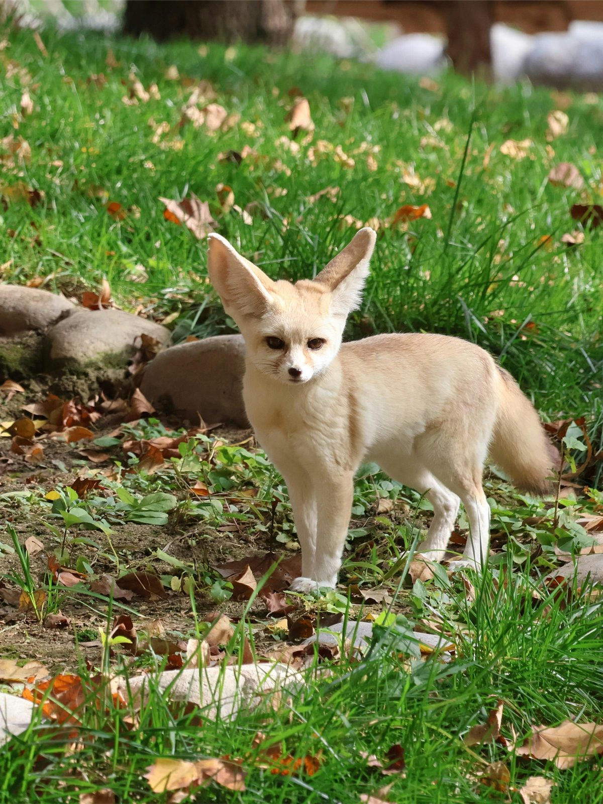 Fennec Fox