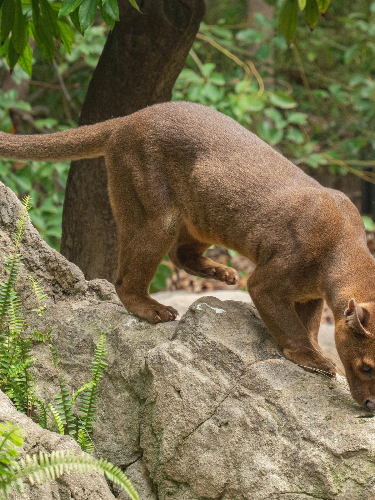 Fossa