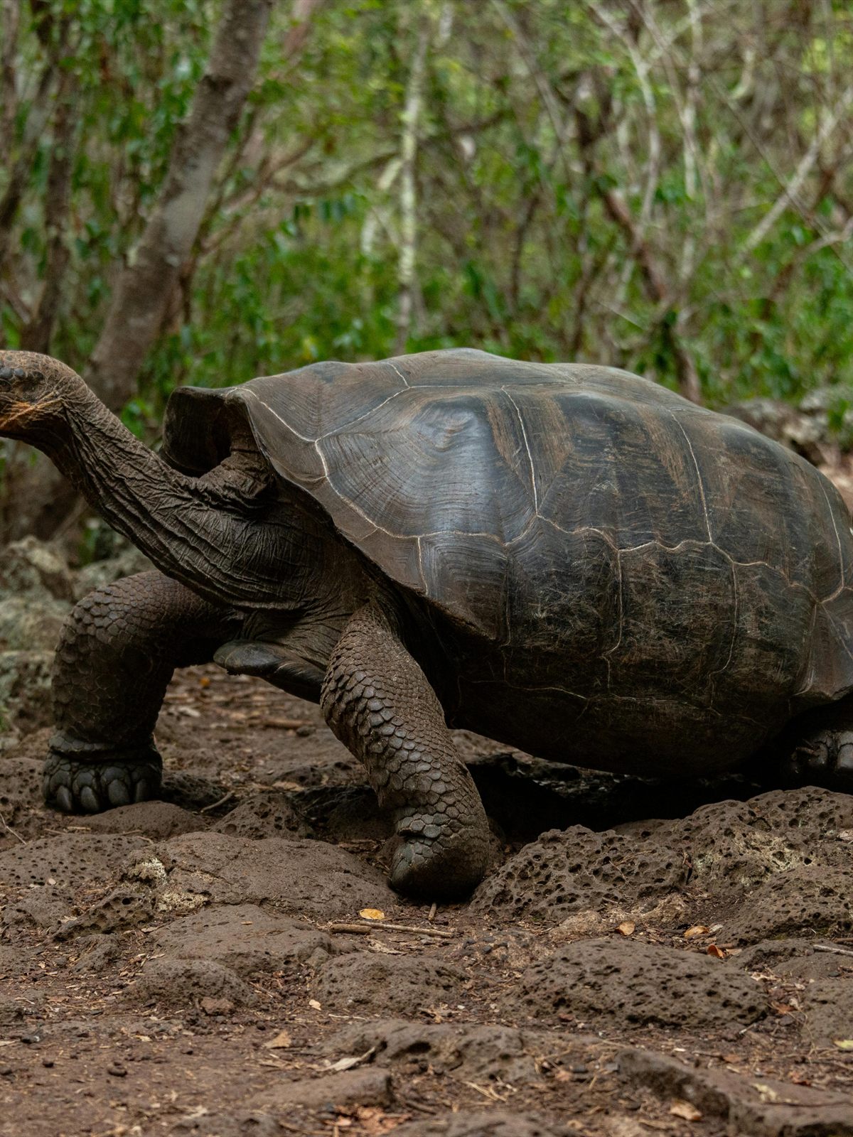 Galapagos Giant Tortoise