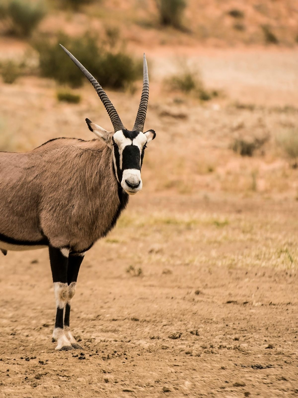 Gemsbok