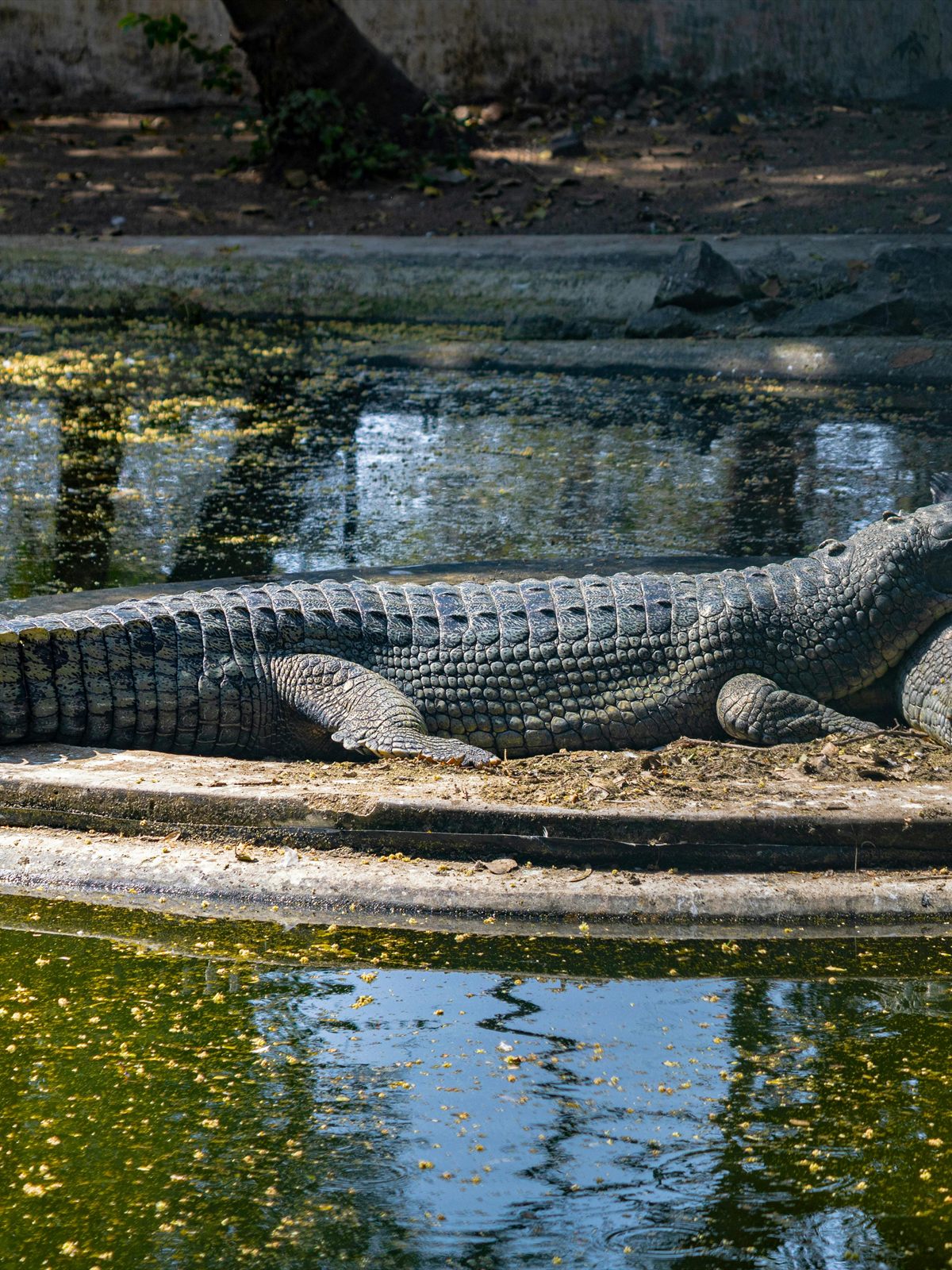 Gharial