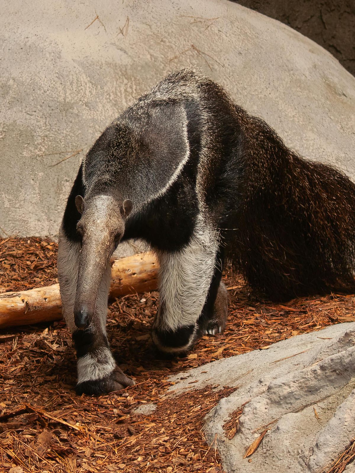 Giant Anteater