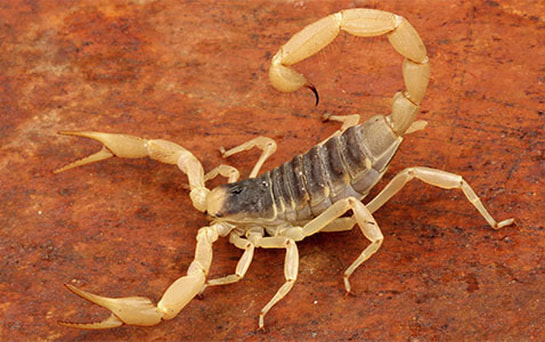 Giant Desert Hairy Scorpion