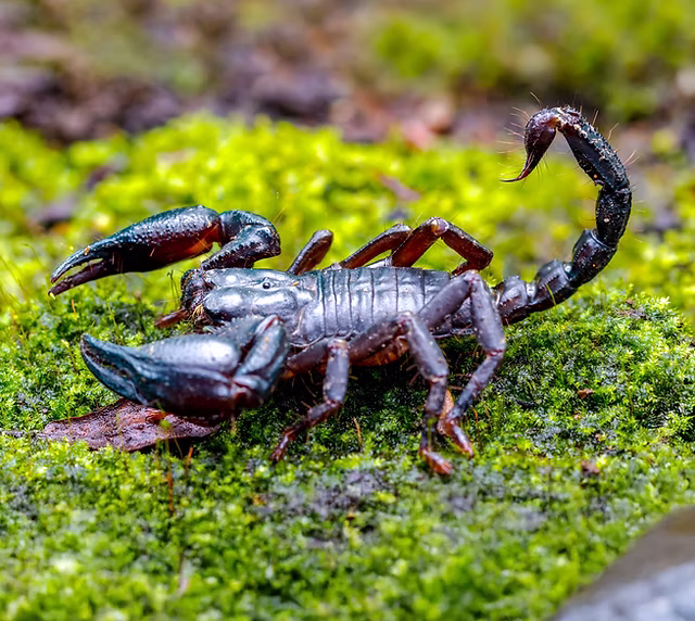 Giant Forest Scorpion