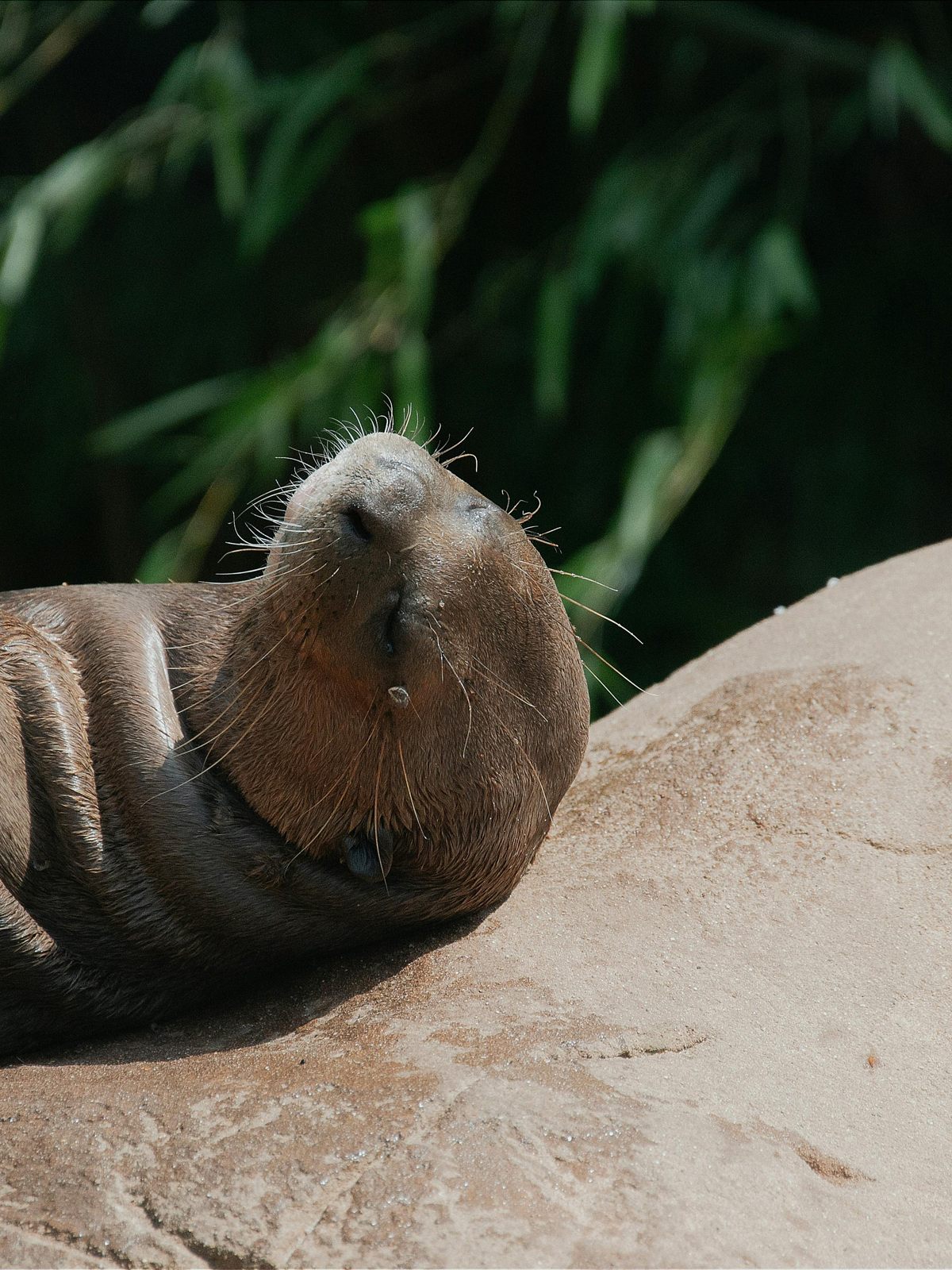 Giant Otter