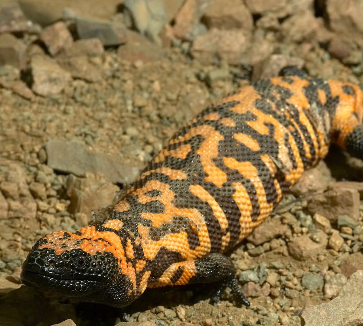 Gila Monster