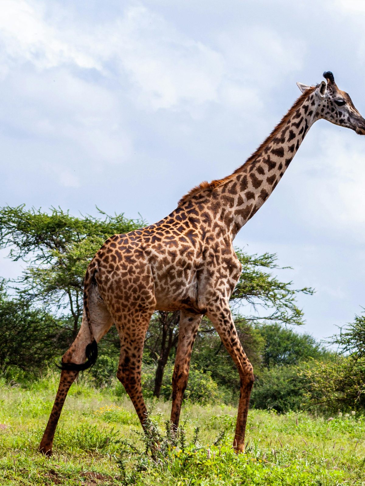 Giraffe