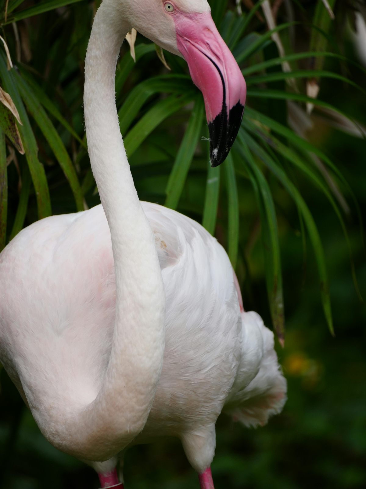 Greater Flamingo