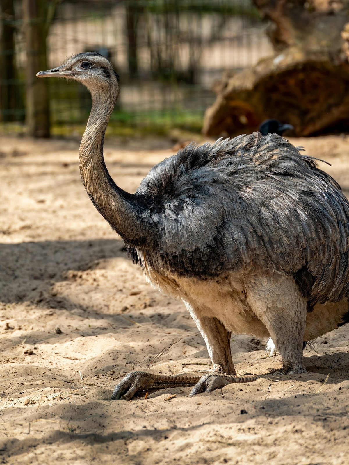 Greater Rhea