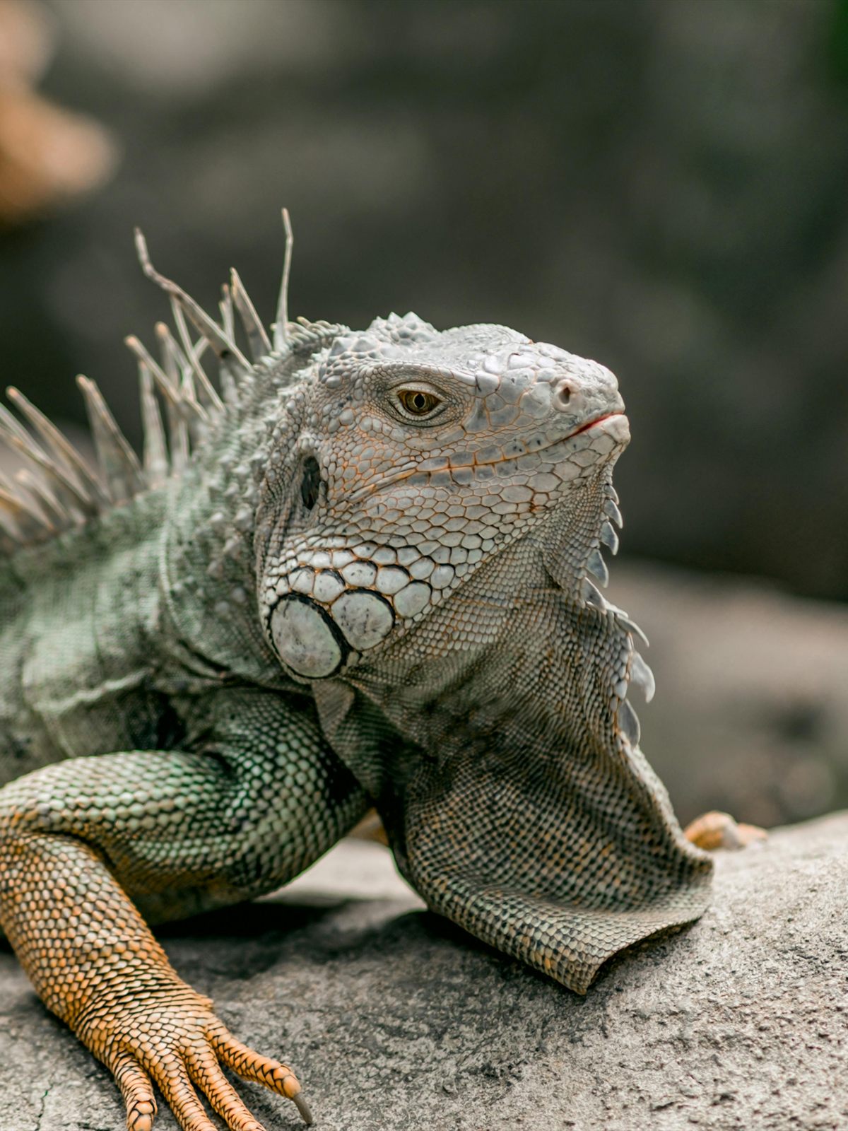 Green Iguana