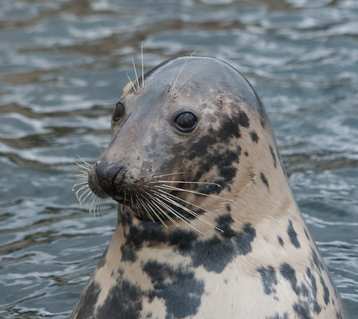 Grey Seal