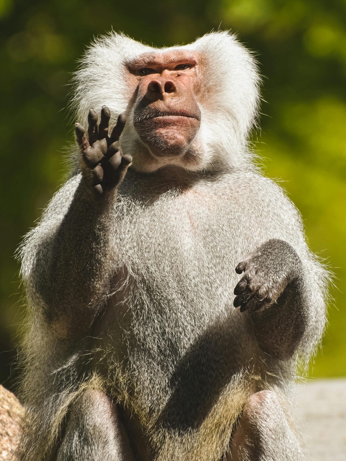 Hamadryas Baboon