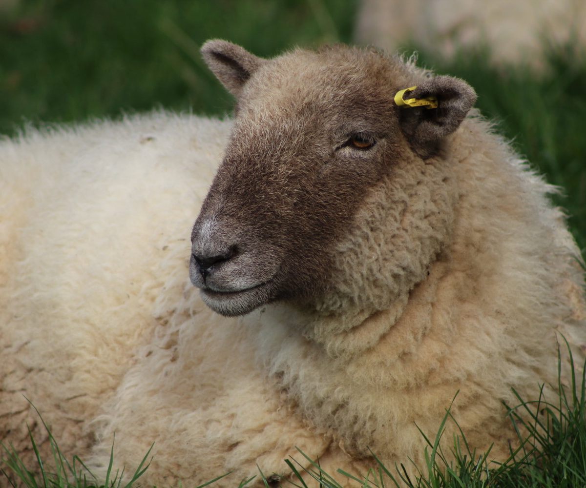 Hill Radnor Sheep
