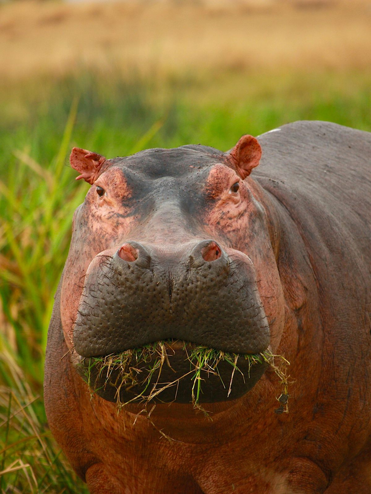 Hippopotamus