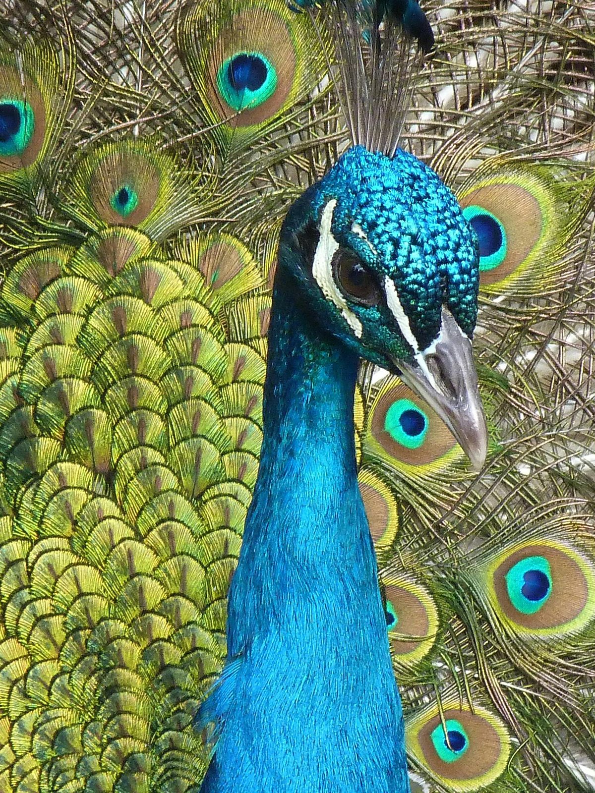 Indian Peafowl
