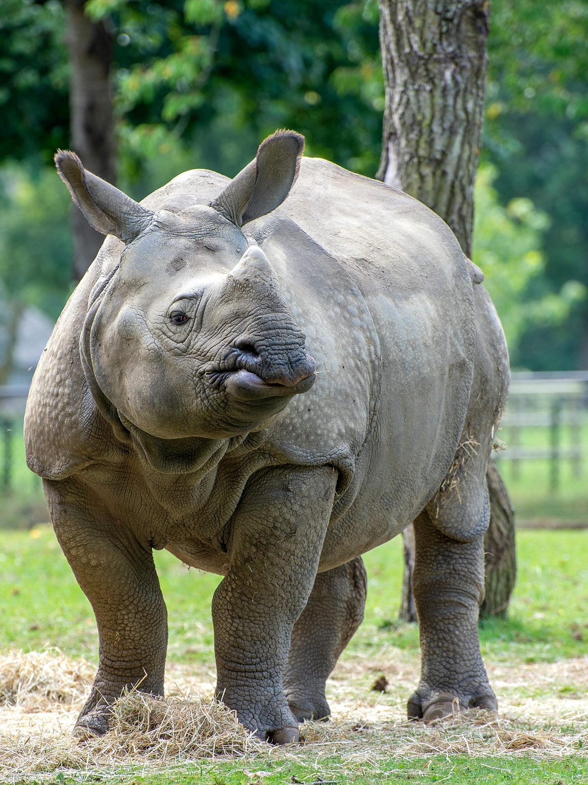 Indian Rhinoceros