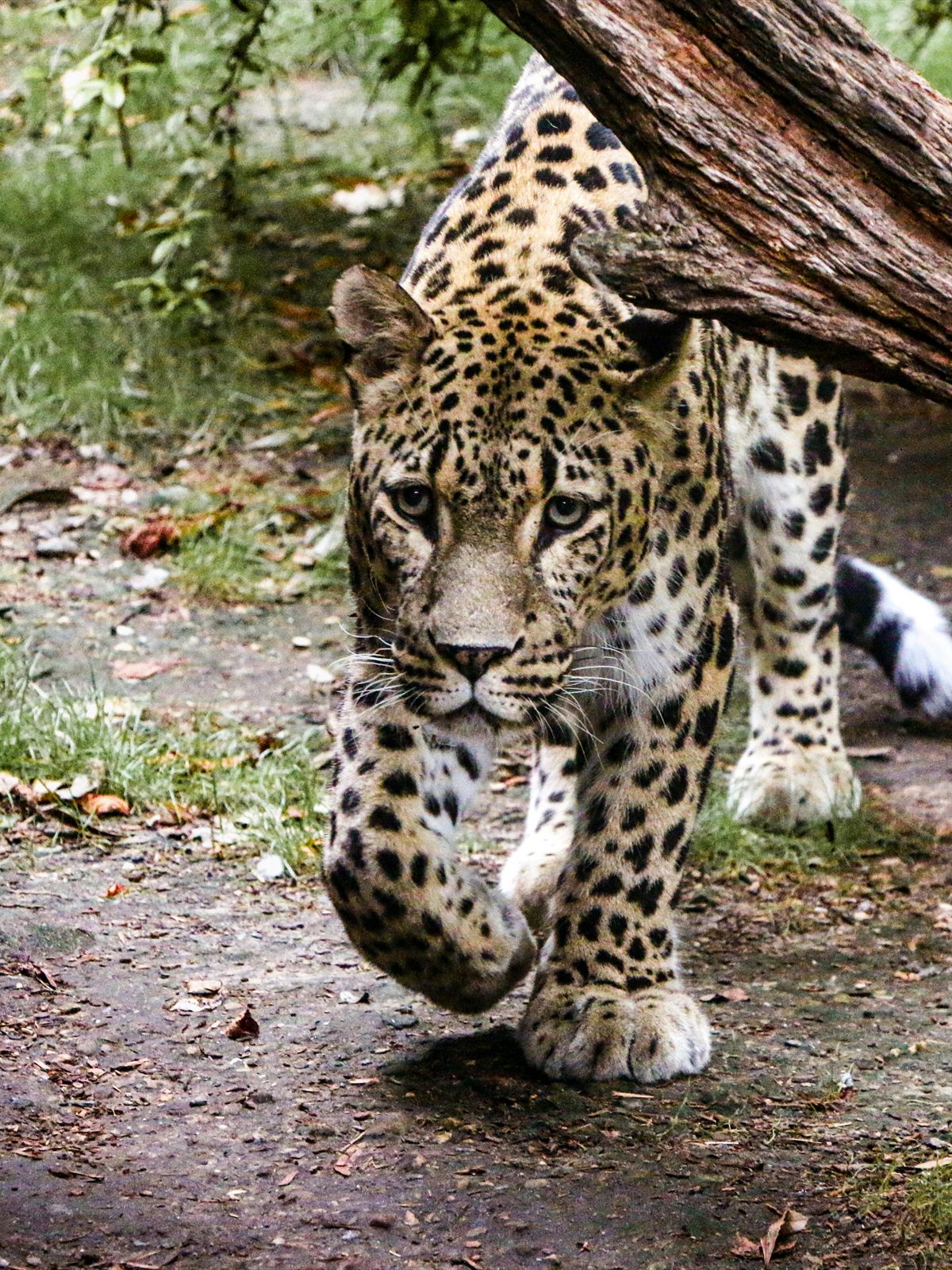 Jaguar
