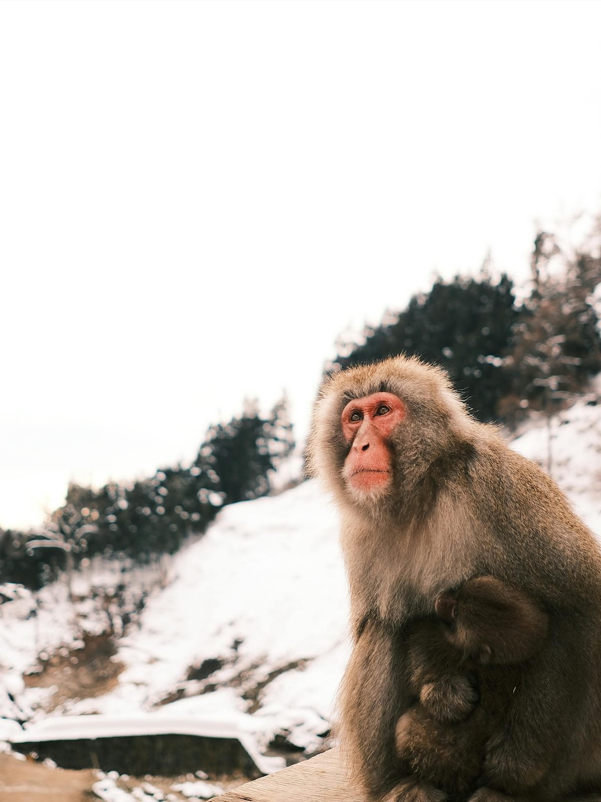Japanese Macaque