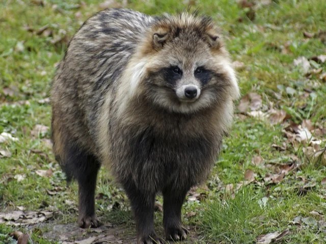 Japanese Raccoon Dog