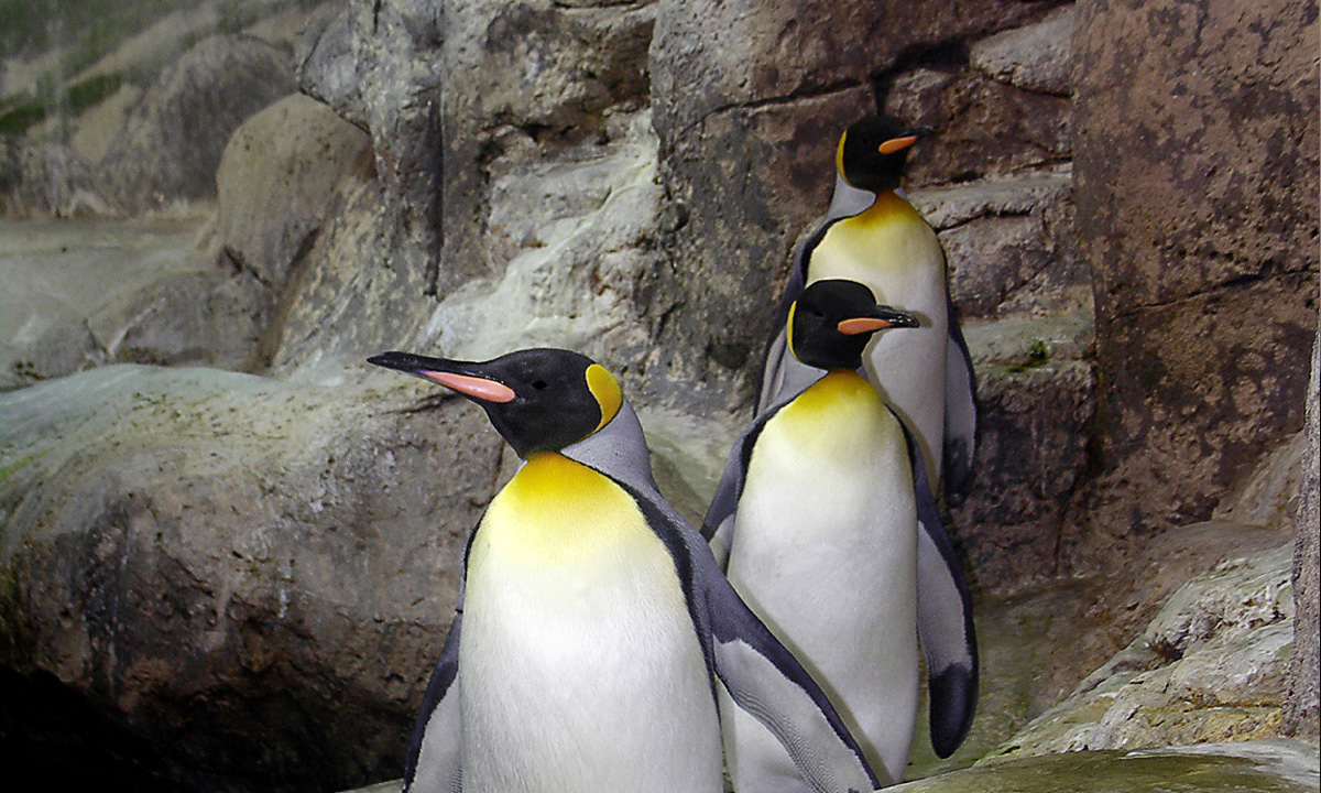 King Penguin