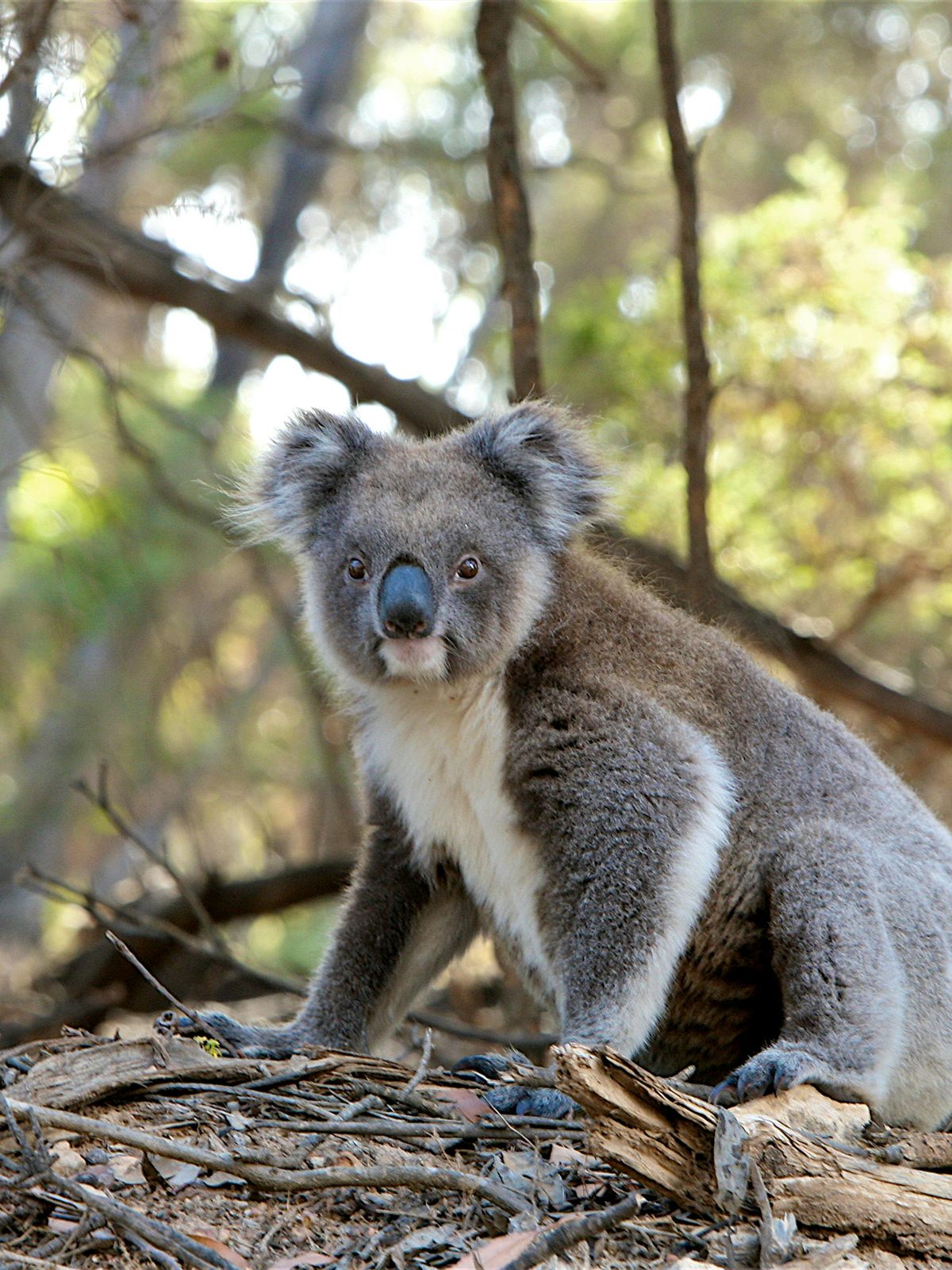 Koala