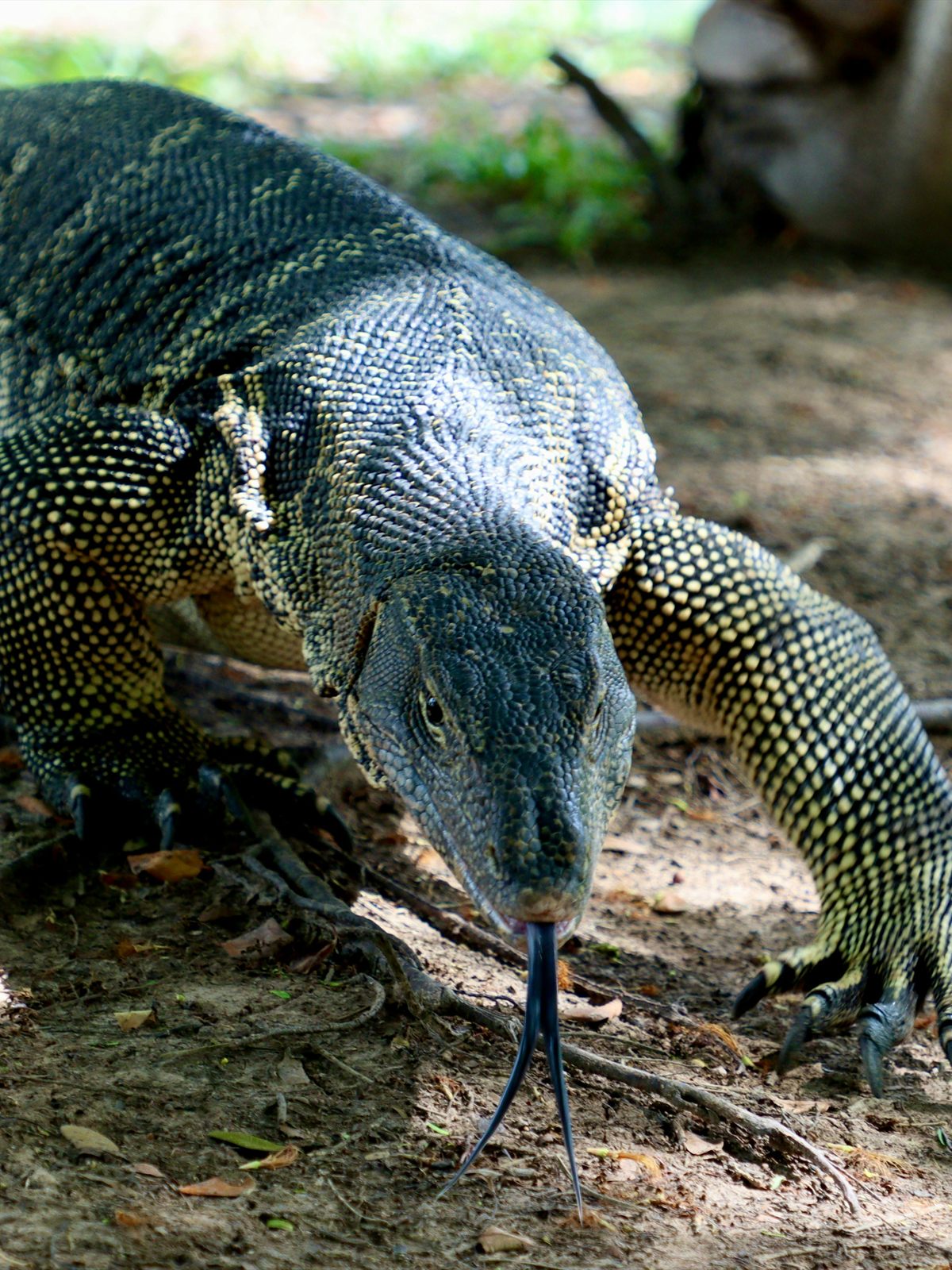 Komodo Dragon