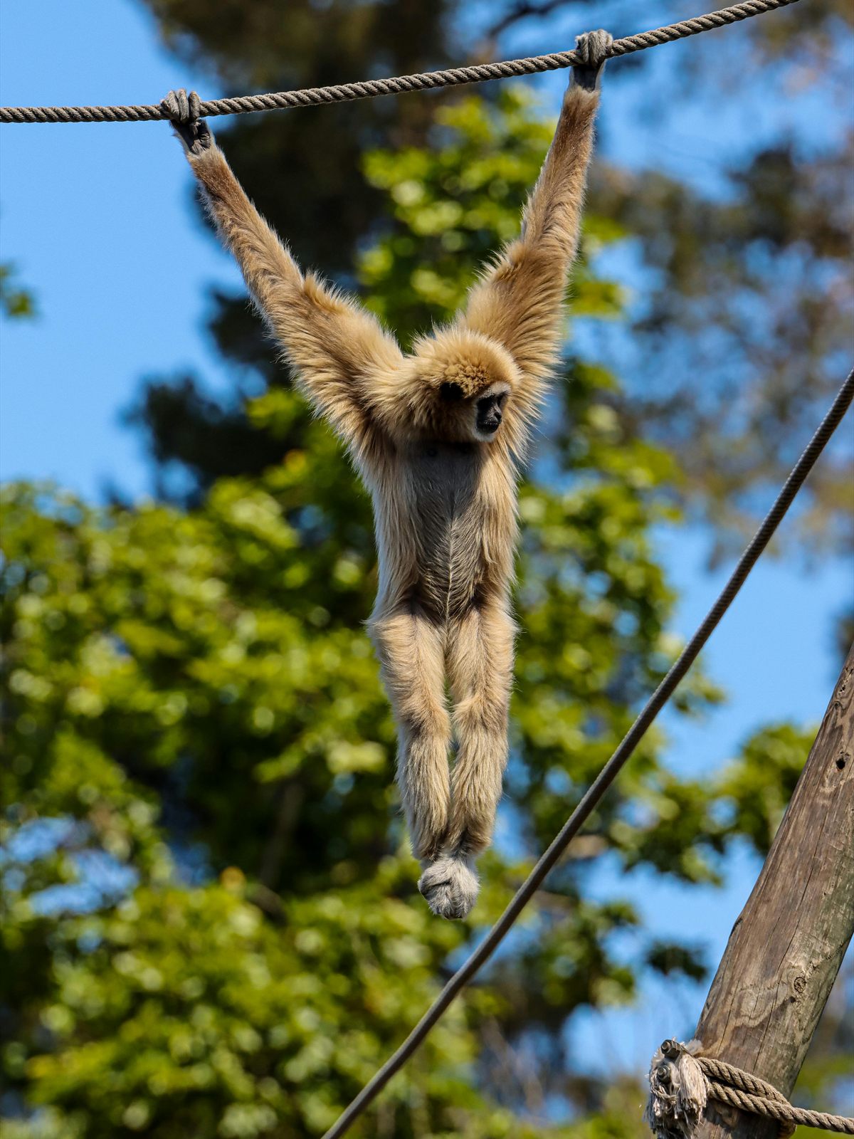 Lar Gibbon