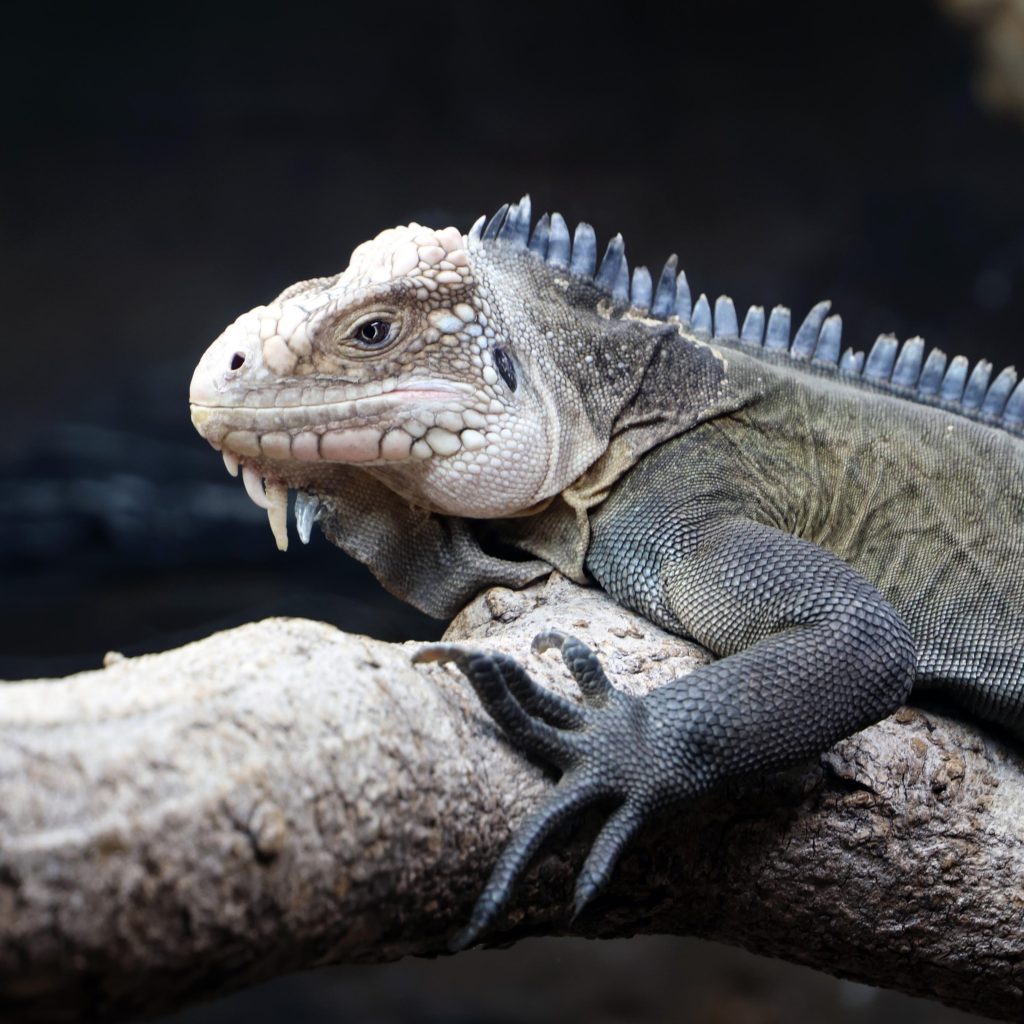Lesser Antillean Iguana