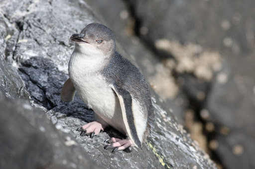 Little Penguin
