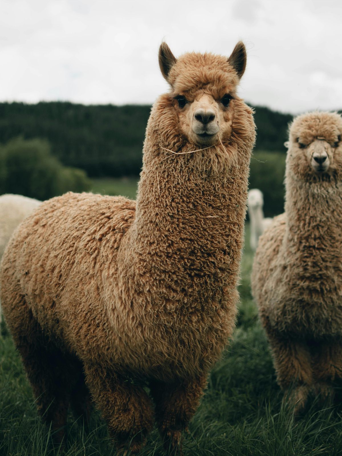 Llama
