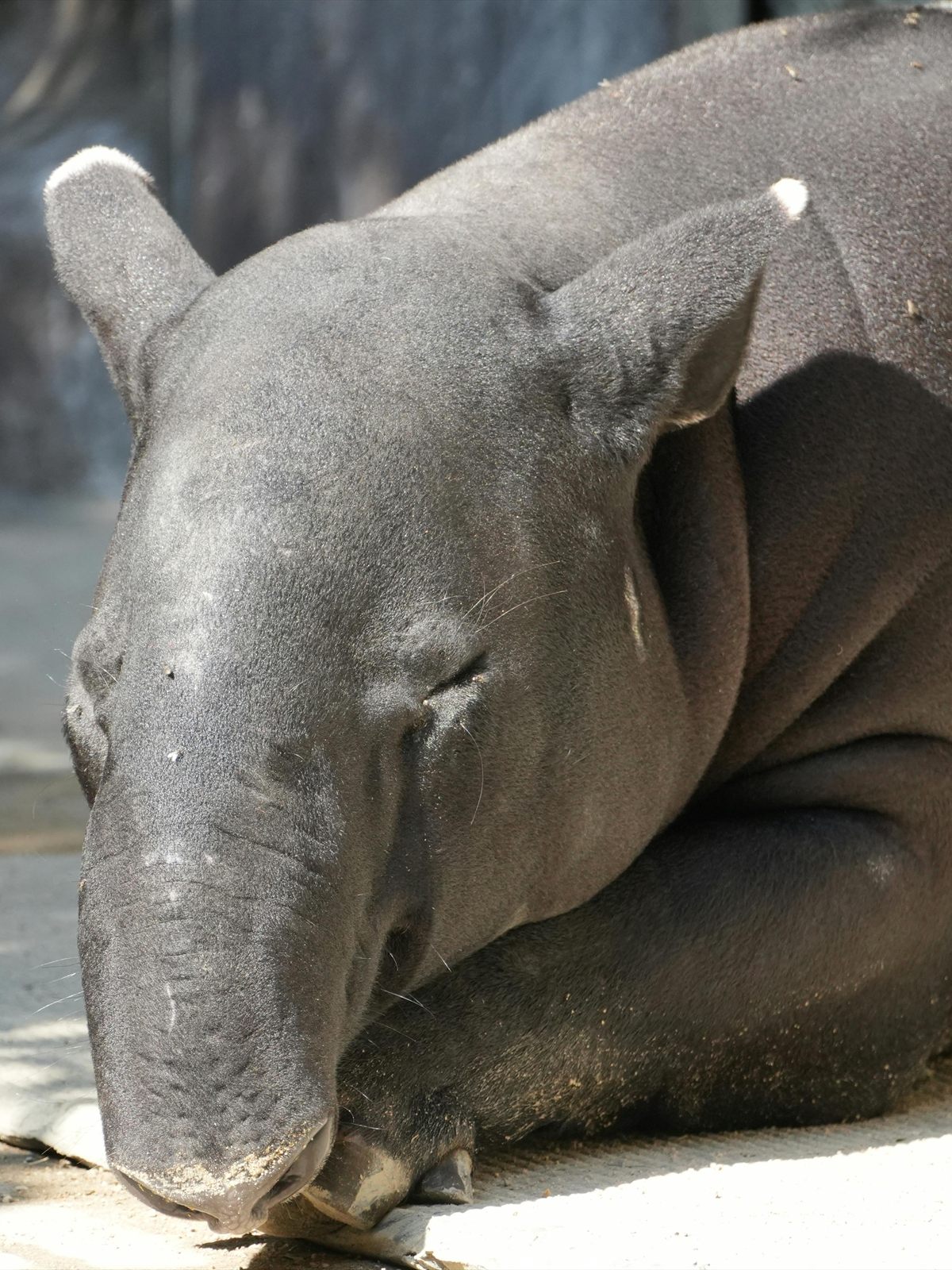 Malayan Tapir