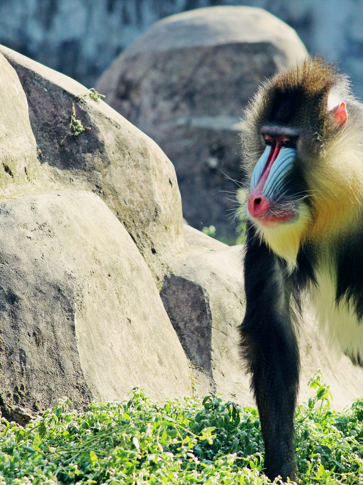 Mandrill