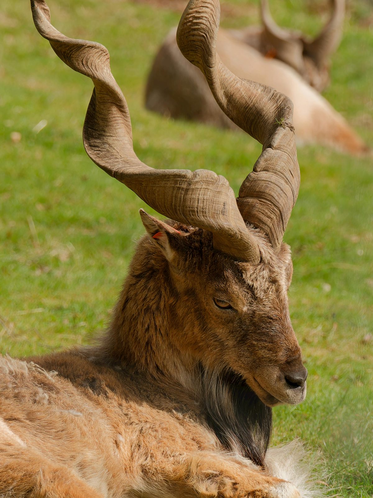 Markhor