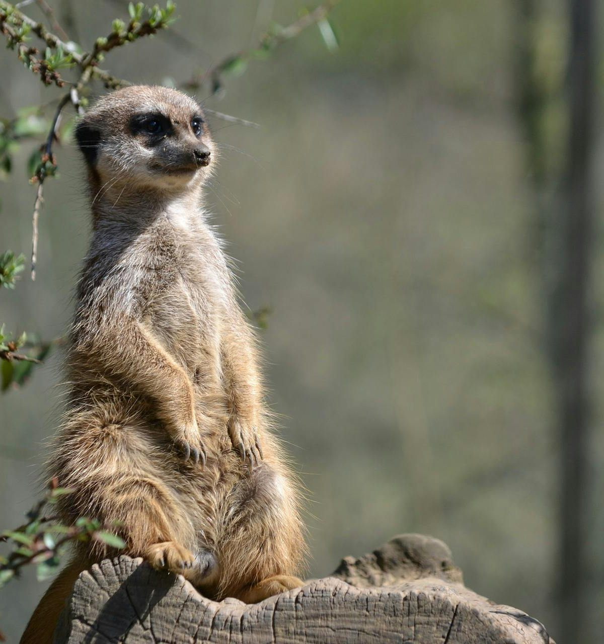 Meerkat