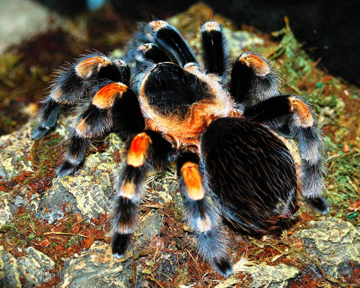 Mexican Red Knee Tarantula